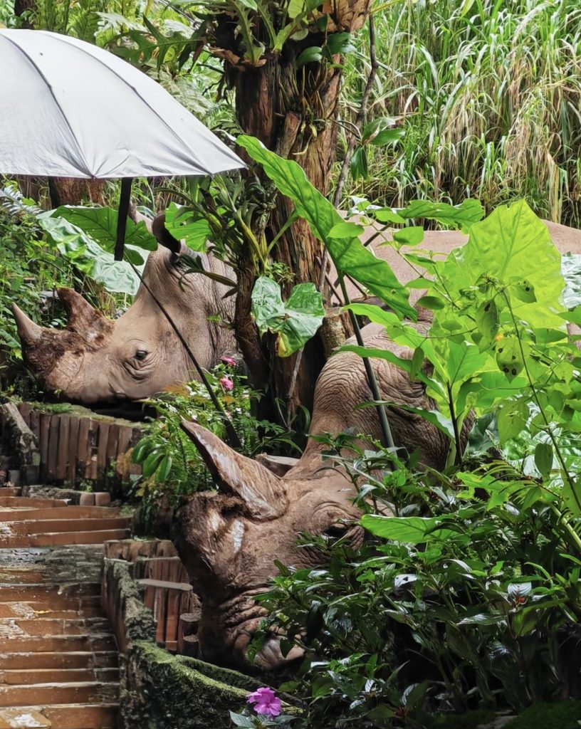 White rhino hidden in grass at Puer Sun River Forest Park