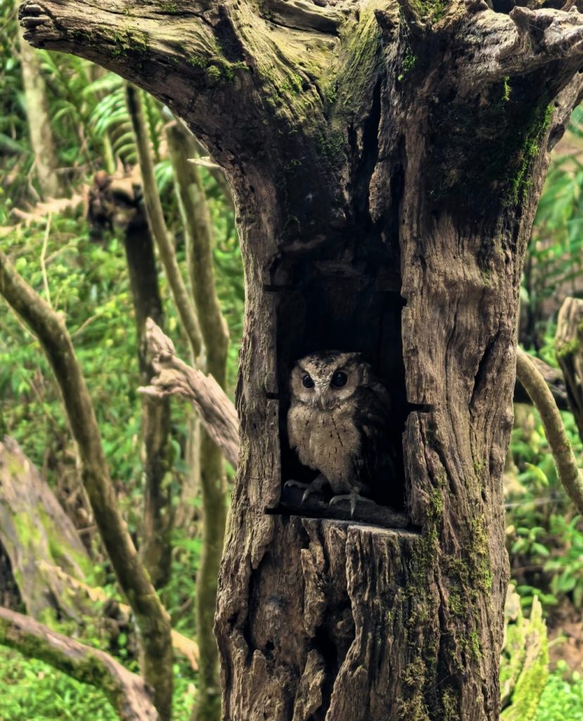 Owl peeking from tree hole in Puer Sun River Forest Park Yunnan