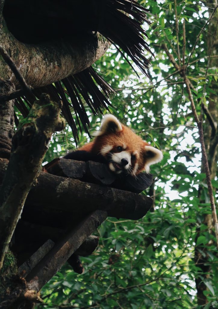 Raccoon on tree greeting visitors in Puer Sun River Forest Park