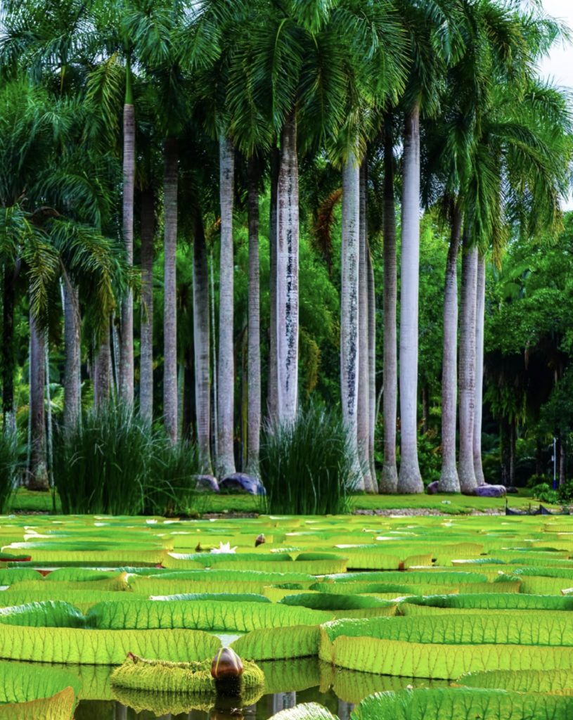 Pond full of giant water lilies at Xishuangbanna Tropical Botanical Garden