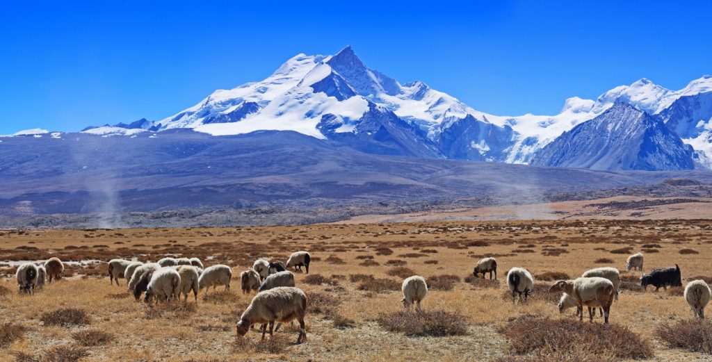 Sheep grazing with Shishapangma Mountain in the distance