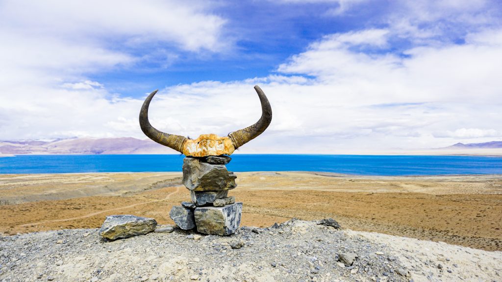 Yak skull with Dangre Yong Tso Lake in the background