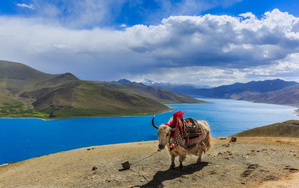 ak standing quietly by Yamdrok Lake in Tibet